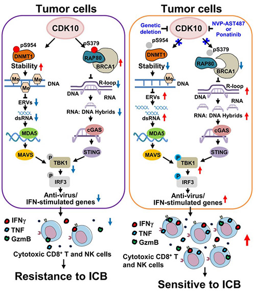 Fig1. Model of CDK10-mediated tumor immune regulation (Xu, G., et al. Nature Cancer)