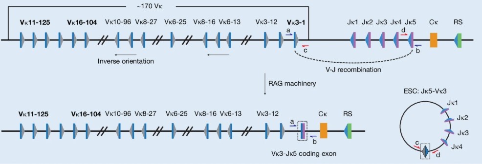 Fig.1 Schematic of the mouse immunoglobulin kappa (Igk) locus, highlighting the gene segments studied: Vκ16-104, Vκ3-1 and Vκ11-125, which undergo deletional recombination to generate an ESC.