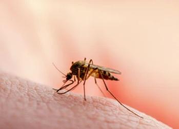 Why Can Some People’s Brains Quickly Clear a Virus After a Mosquito Bite, While Others Carry It Long-Term?