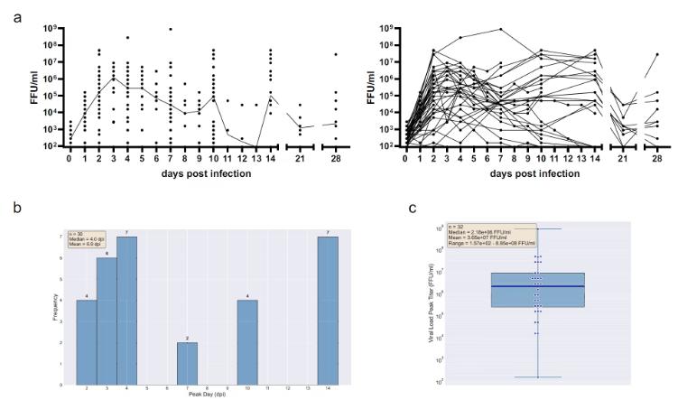 Fig 1. Kinetic characteristics of West Nile virus infection in human brain organoids