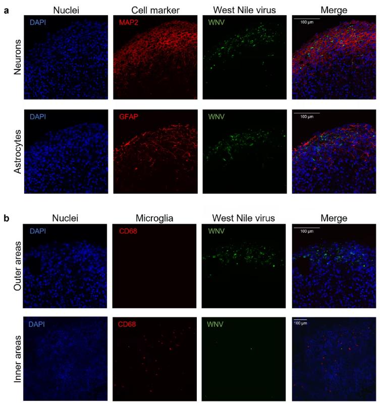 Fig 2. West Nile virus infection localizes to the outer cortex-like regions of human brain organoids