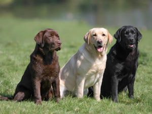 Dog Sniffs Cancer, Do You Believe It?