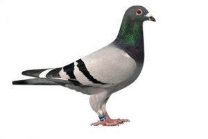Pigeons that can distinguish cancer image
