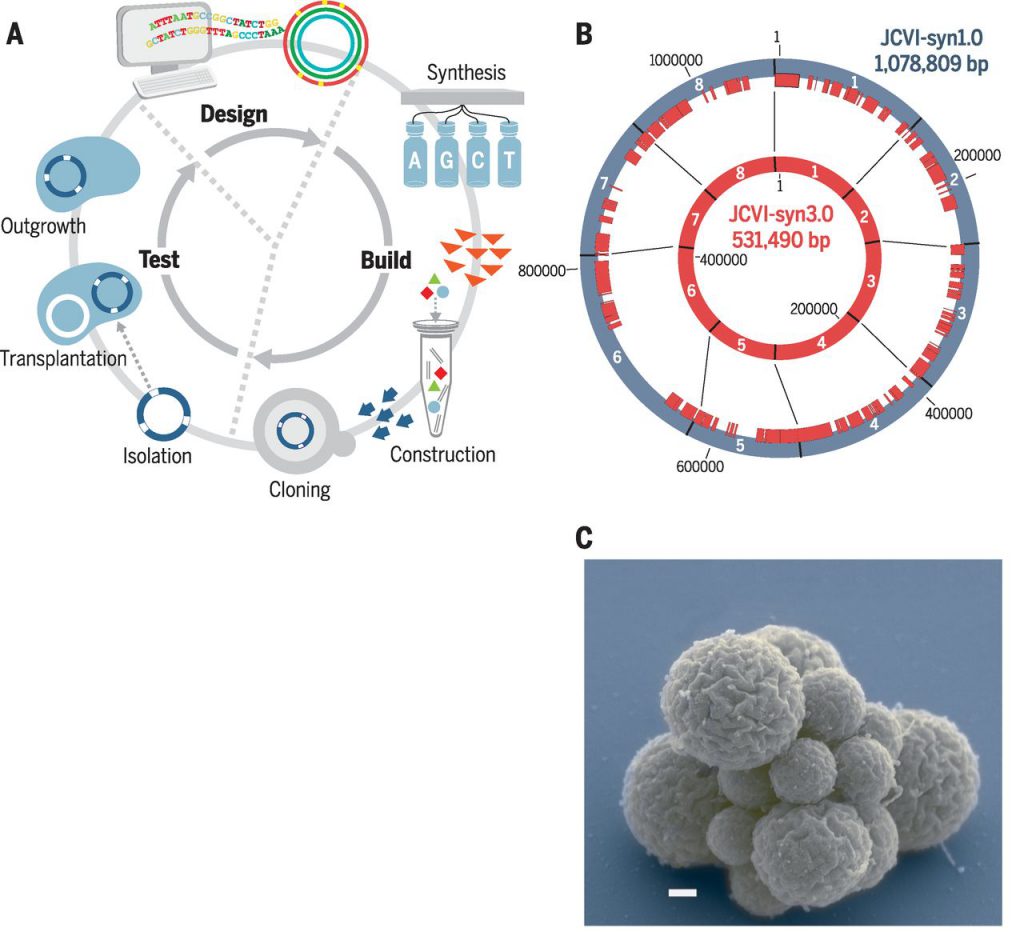 Design and Synthesis of a Minimal Bacterial Genome