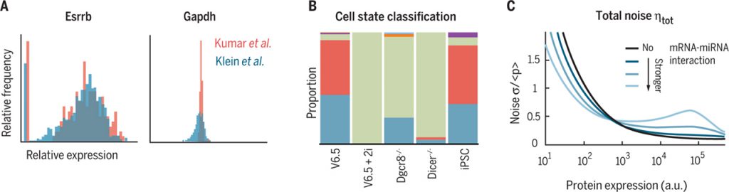 Single-cell variability guided by microRNAs