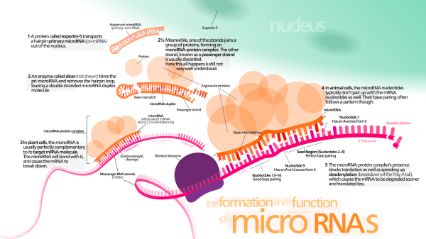 microRNAs