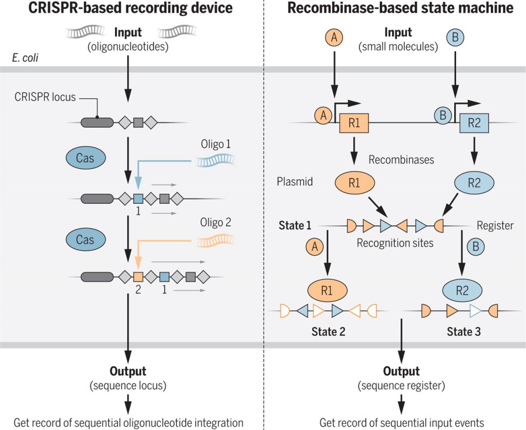 Molecular recording devices