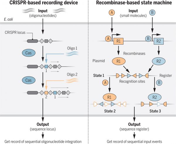 Molecular recording devices
