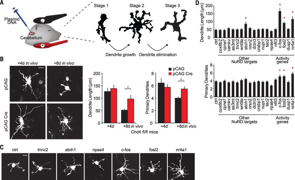 NuRD-dependent inactivation of activity genes drives granule neuron dendrite pruning in the cerebellum in vivo.