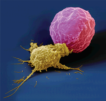 T cell attack targeted cell