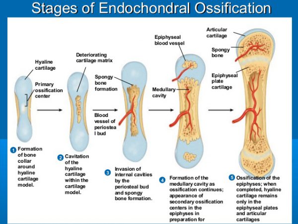 Endochondral Bone Formation