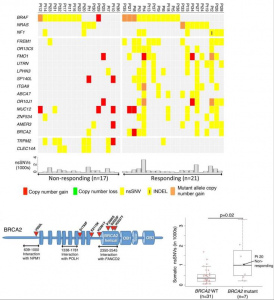 Mutational Correlates of Innate Sensitivity to Anti-PD1 Therapy