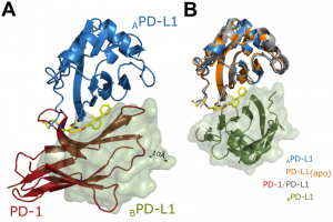 Rationale-for-inhibition-of-PD-1PD-L1-complex-formation