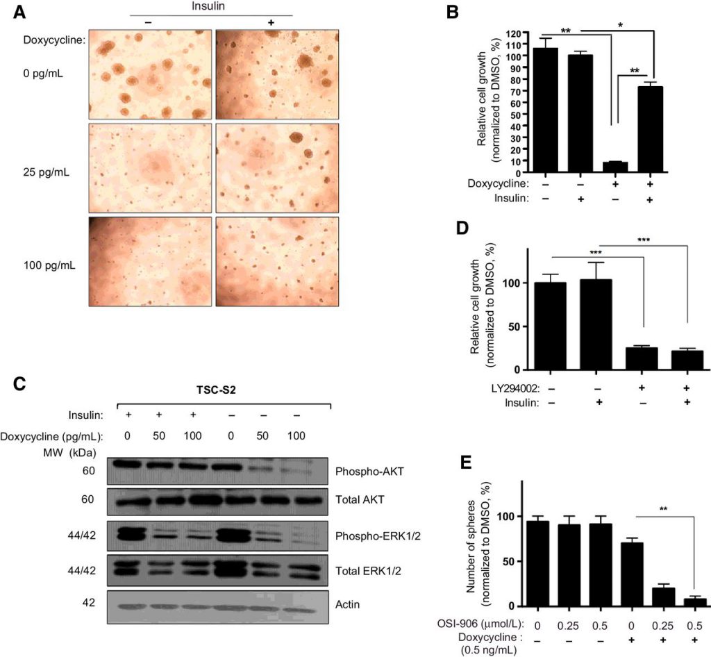 The emergence of TSCs resistant to hPDGFB suppression is decreased by IGF1R/IR inhibition during in vitro drug treatment.