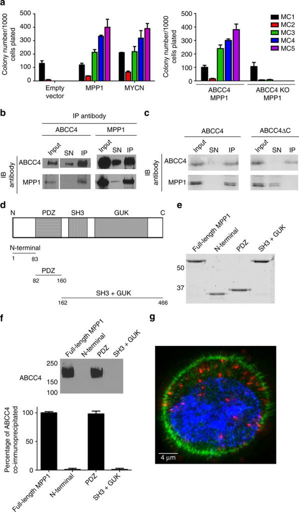 MPP1 promotes HPC replating and only requires the PDZ domain to bind ABCC4