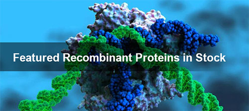 Featured Recombinant Proteins In Stock