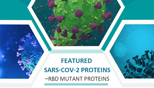 Featured Sars Cov 2 Proteins Rbd Mutant Proteins