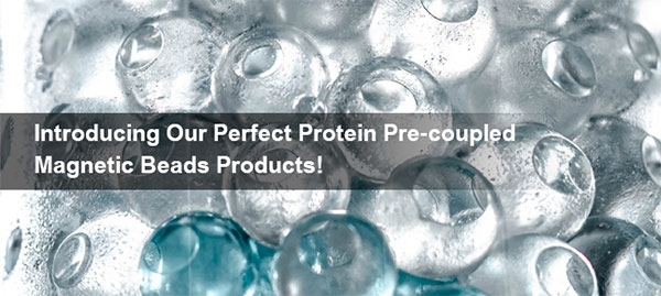 Introducing Our Perfect Protein Pre Coupled Magnetic Beads Products