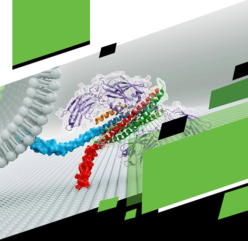 JAK-STAT Signaling Pathway Related Proteins-Whole Set Tools for Pathway Research