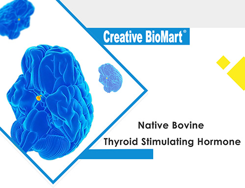 Native Proteins At Creative Biomart