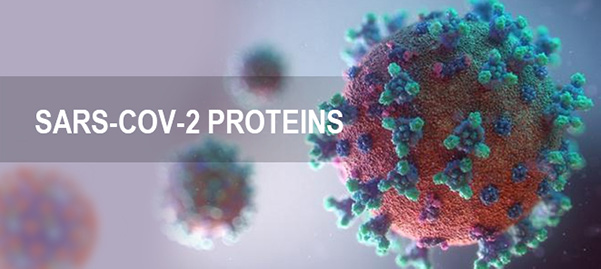 New Mutant Rbd Spike Proteins And Service