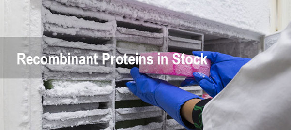 Recombinant Proteins In Stock