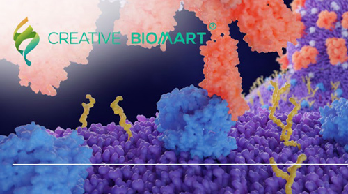 Unlock the Potential of ACE2 Research with Premium Quality Proteins from Creative BioMart