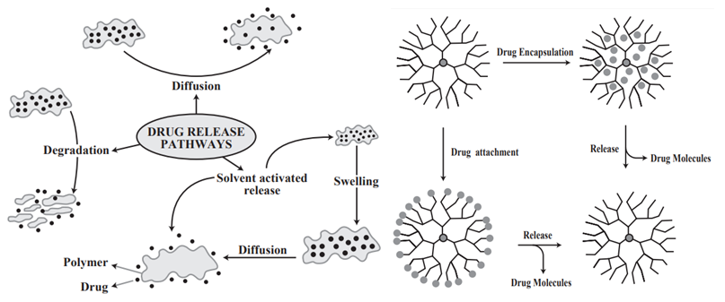 Drug release mechanism and dendrimers