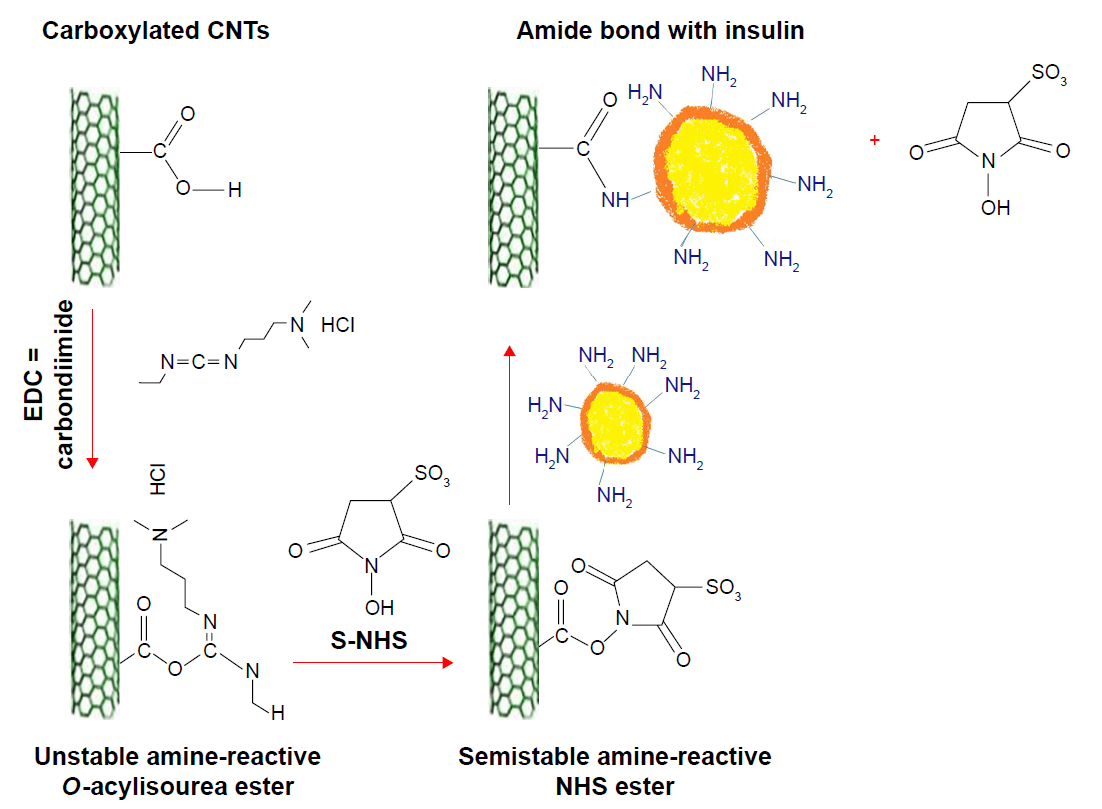 Using CNT as a multifunctional insulin carrier.