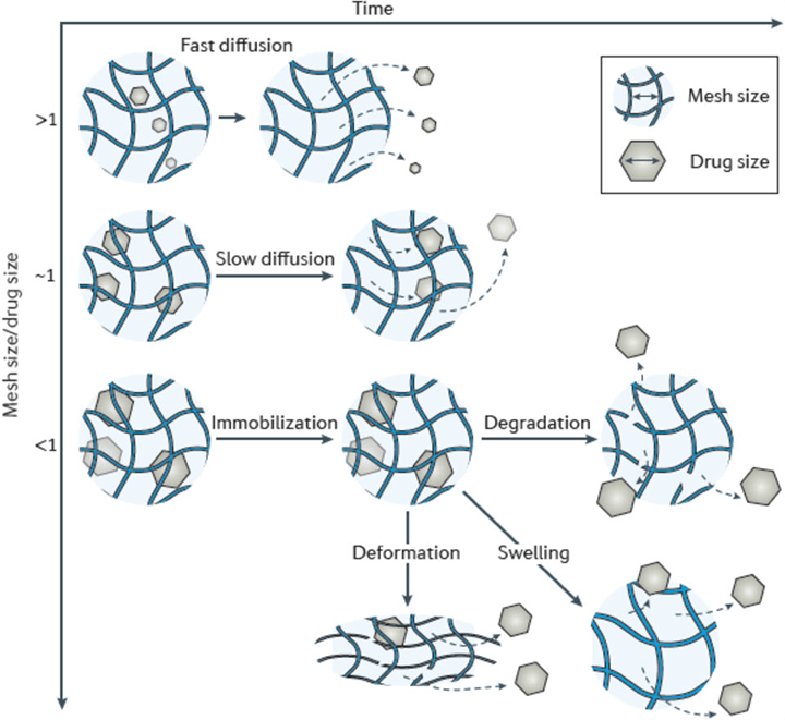 Hydrogel mesh size mediates drug diffusion