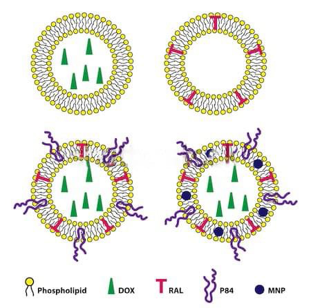 An example of liposomes drug delivery system