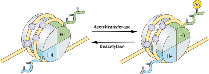 histone modifications