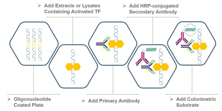 Transcription Factor Assay Kits