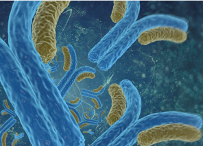 Chromatin Remodeling Antibodies