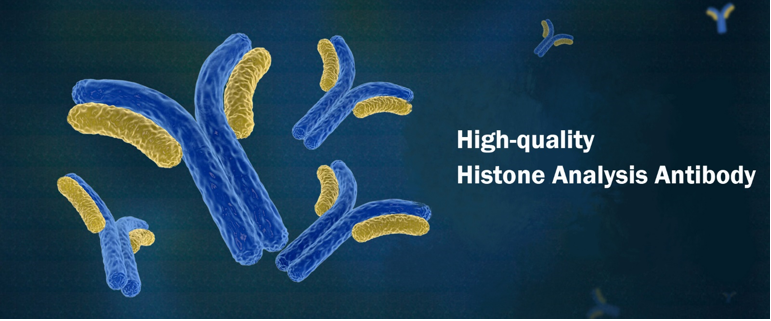 Histone Analysis Antibodies