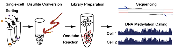 The schematic diagram of single-cell whole-genome bisulfite sequencing (scWGBS)