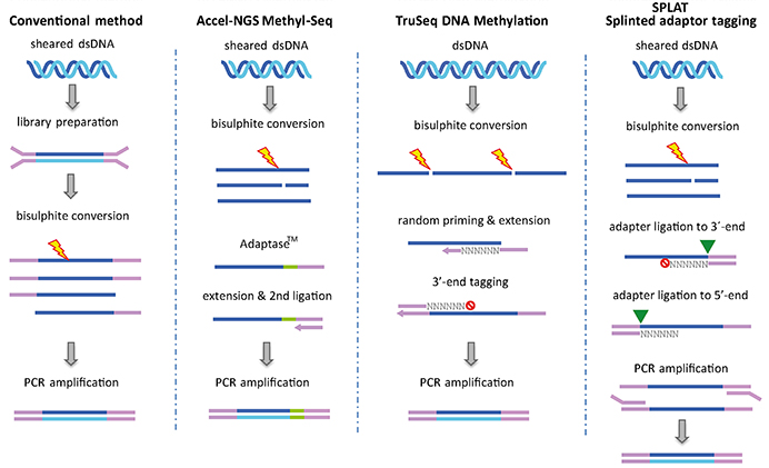 Principles of library preparation methods for Whole Genome Bisulfite Sequencing (WGBS)