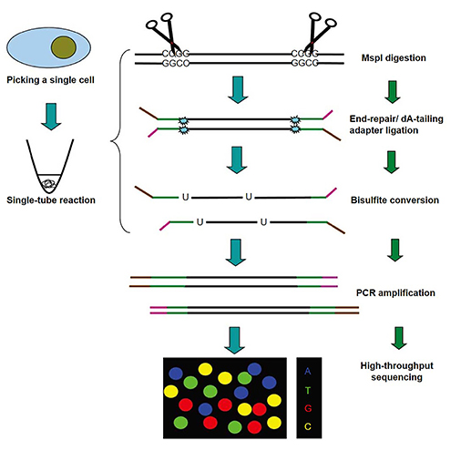 The schematic diagram of Single-cell Reduced Representation Bisulfite Sequencing (scRRBS)