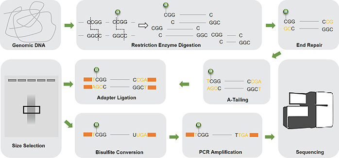 The schematic diagram of Reduced Representation Bisulfite Sequencing (RRBS)