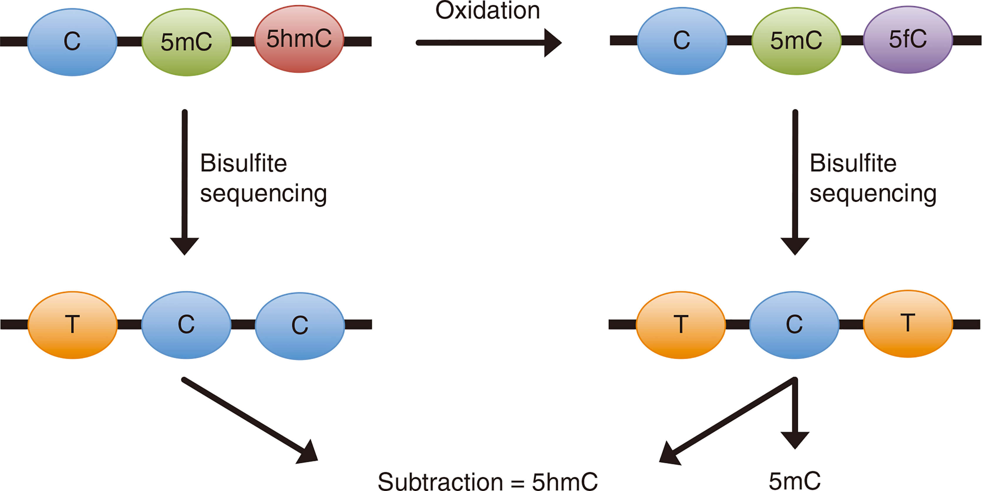 Schematic illustration of the principle behind oxidative bisulfite sequencing (oxBS-Seq) 