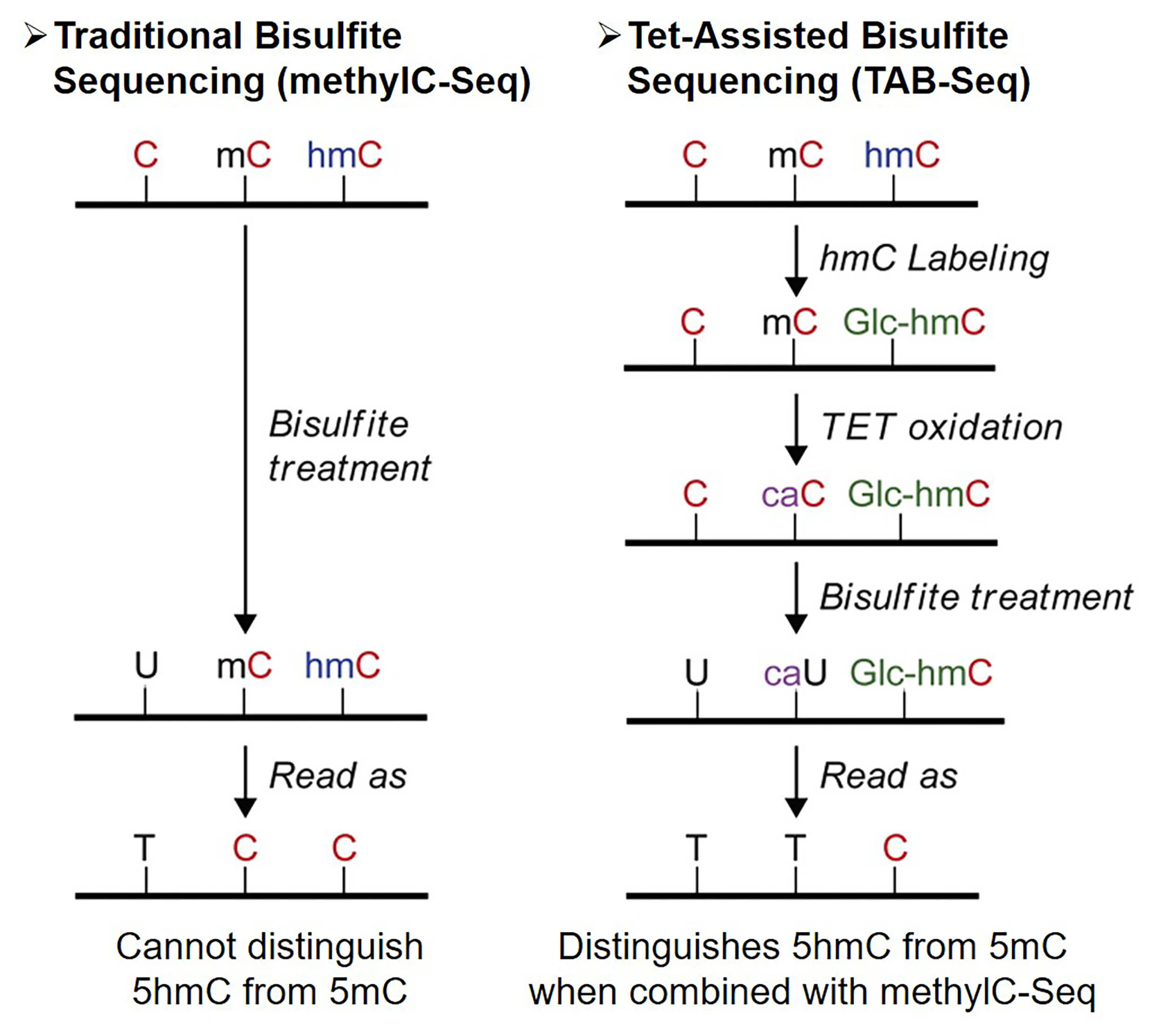 Overview of Tet-assisted bisulfite sequencing (TAB-Seq) 