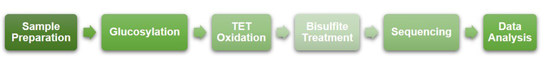 Workflow of Tet-assisted bisulfite sequencing (TAB-Seq) at Creative BioMart 