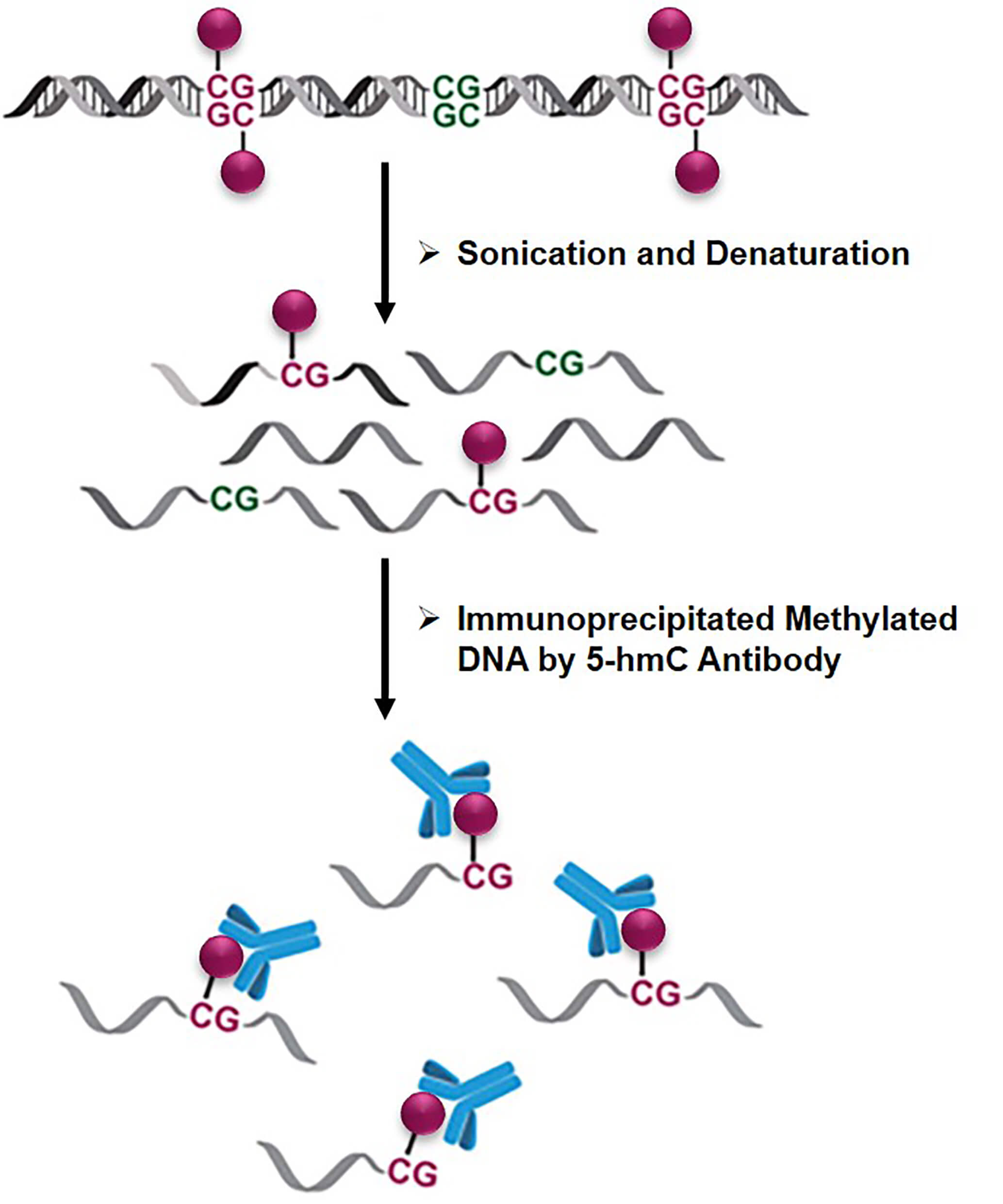 The schematic diagram of hydroxymethylated DNA immunoprecipitation (hMeDIP) 