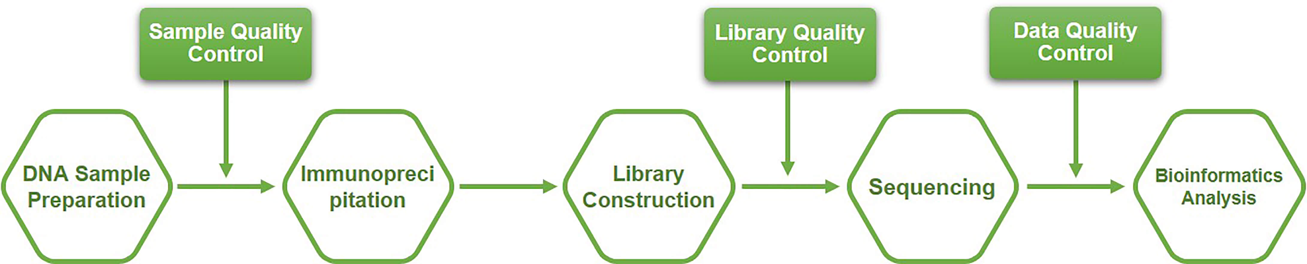 Workflow of hMeDIP-Seq at Creative BioMart 