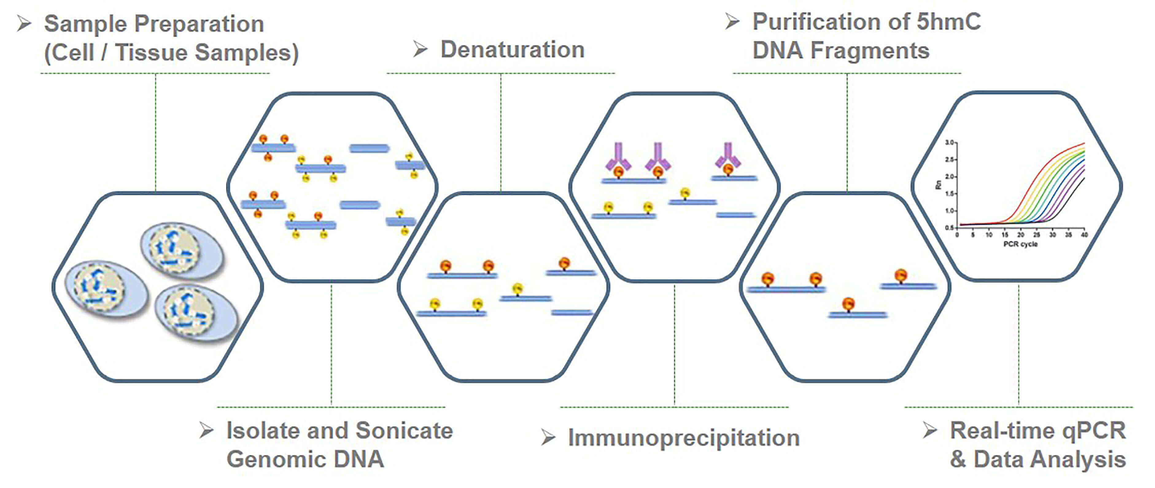 Workflow of hMeDIP-qPCR at Creative BioMart 