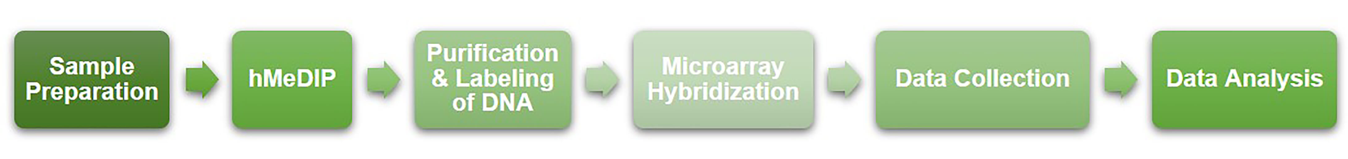 Workflow of hMeDIP-chip service at Creative BioMart 
