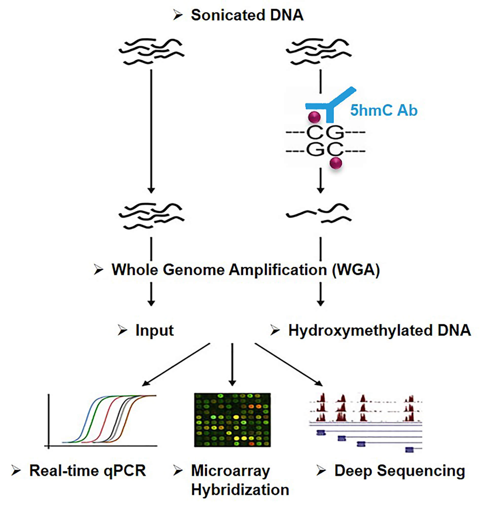 Principle of hydroxymethylated DNA immunoprecipitation (hMeDIP) 