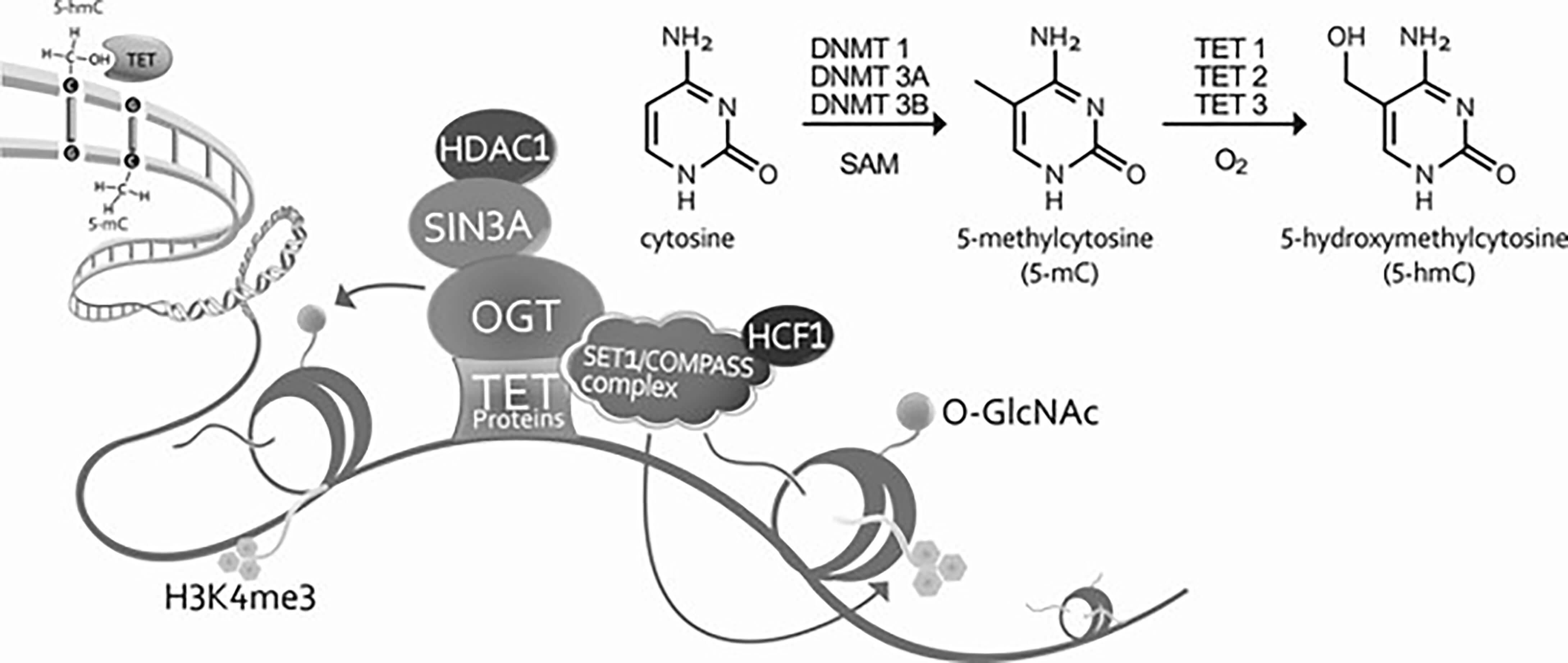 DNA hydroxymethylation (5hmC) 