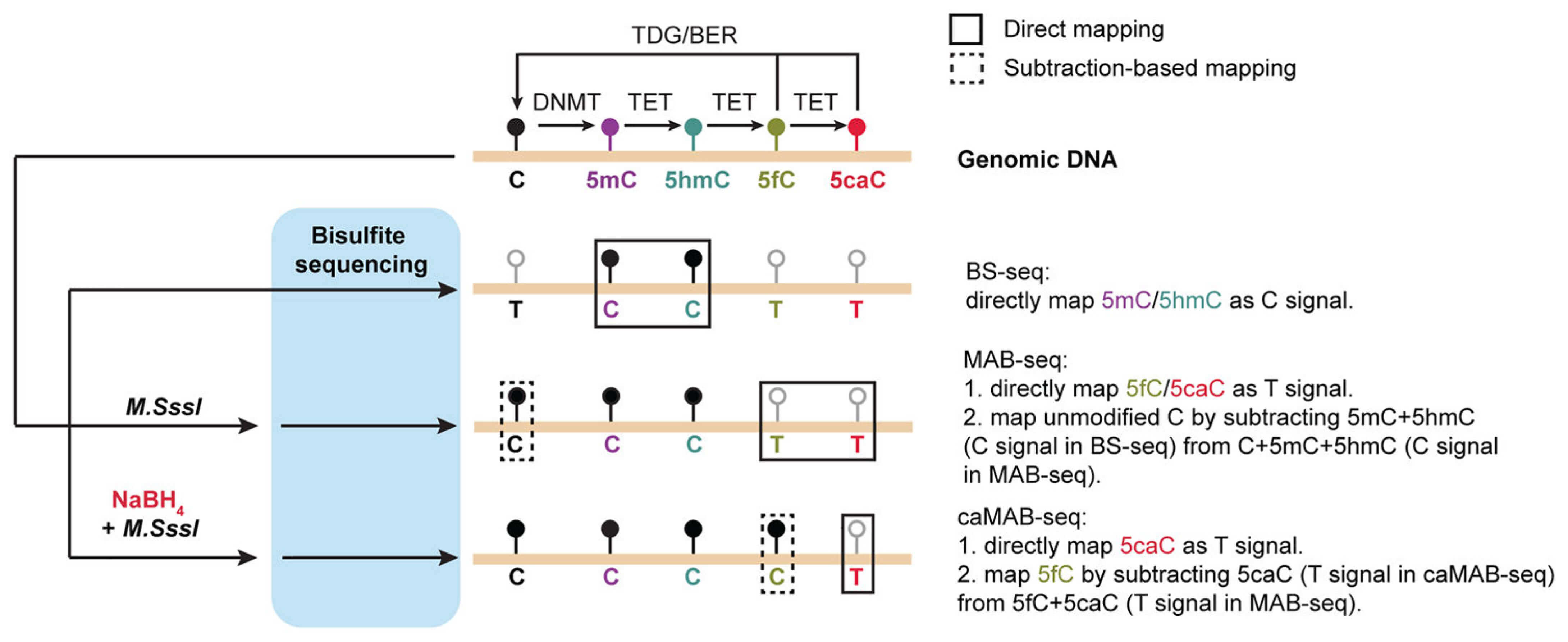 Schematic Illustration of the Principle behind methylation-assisted bisulfite sequencing (MAB-Seq)/5caC methylase-assisted bisulfite sequencing (caMAB-Seq) 