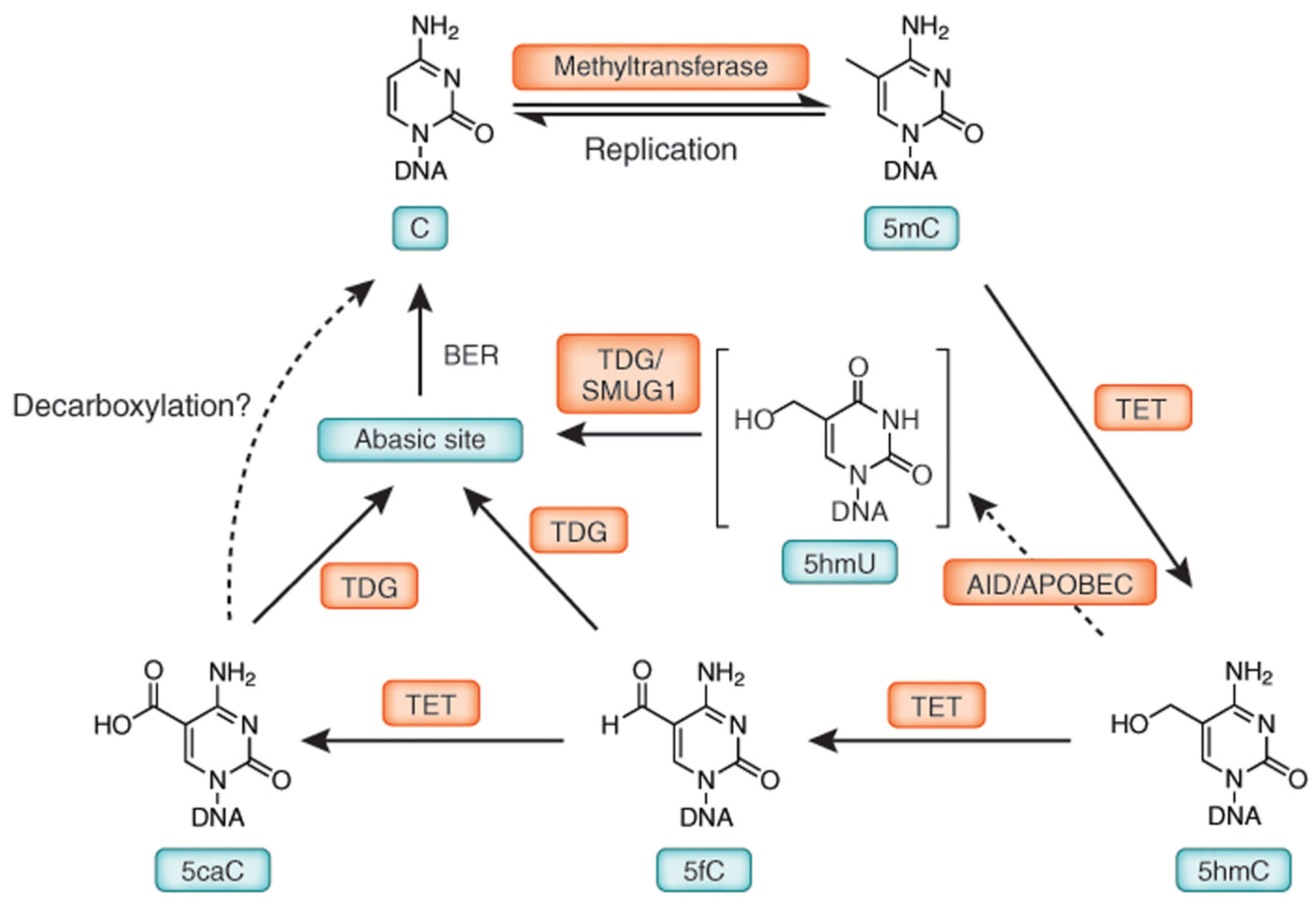 Schematic Diagram of DNA Nucleotide Variants 